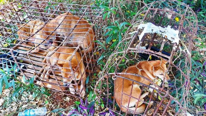 Nghệ An: Đột kích “lò chó”, thu giữ gần nửa tấn tang vật chó câu trộm và nhiều hung khí - Ảnh 1.