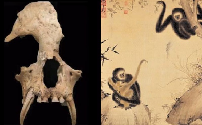 Trong lăng mộ của bà nội Tần Thủy Hoàng có cả bộ xương của một loài vượn đã bị tuyệt chủng từ lâu. (Ảnh: Sohu)