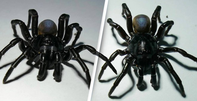 Phát hiện loài nhện khủng có nọc độc, sống thọ hàng chục năm - Ảnh 1.
