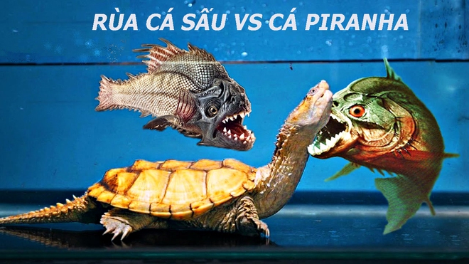 Rùa cá sấu răng đấu răng với cá Piranha, kẻ thua cuộc bị rỉa từng miếng thịt - Ảnh 1.