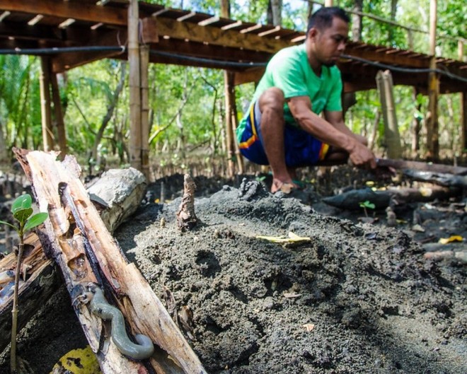 Khiếp vía với món sâu gỗ nhầy nhụa ăn sống của Philippines - Ảnh 8.
