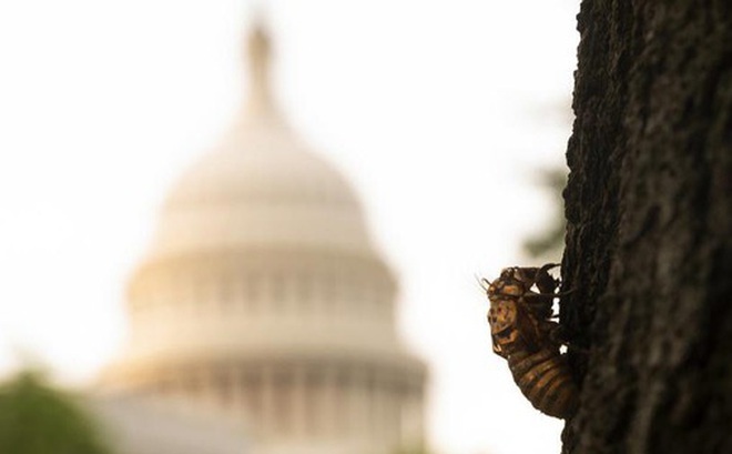 Xác ve sầu trên một thân cây bên ngoài Điện Capitol. Ảnh: Getty