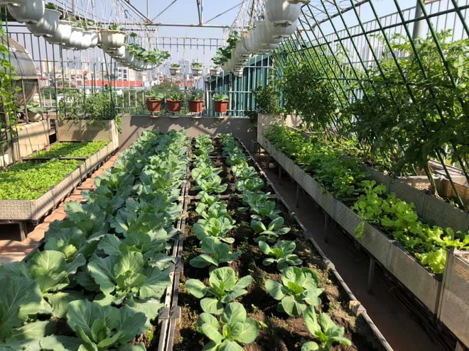 Vườn sân thượng trĩu quả, rau xanh: Vừa tiết kiệm tiền lại chống nóng cực chuẩn - Ảnh 10.