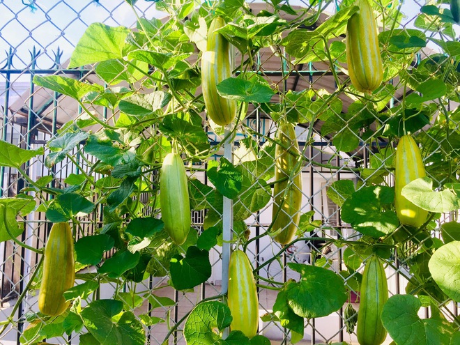 Vườn sân thượng trĩu quả, rau xanh: Vừa tiết kiệm tiền lại chống nóng cực chuẩn - Ảnh 7.