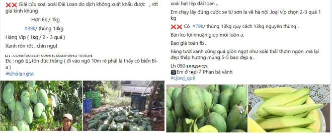 Nông sản rớt giá, nông dân miền Tây khóc thét vì giá xoài, mít chỉ còn 2.000 - 3.000 đồng/kg - Ảnh 2.