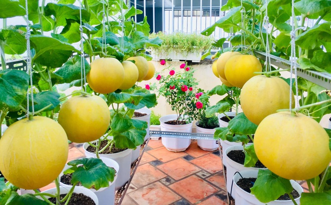 Vườn sân thượng trĩu quả, rau xanh: Vừa tiết kiệm tiền lại chống nóng cực chuẩn
