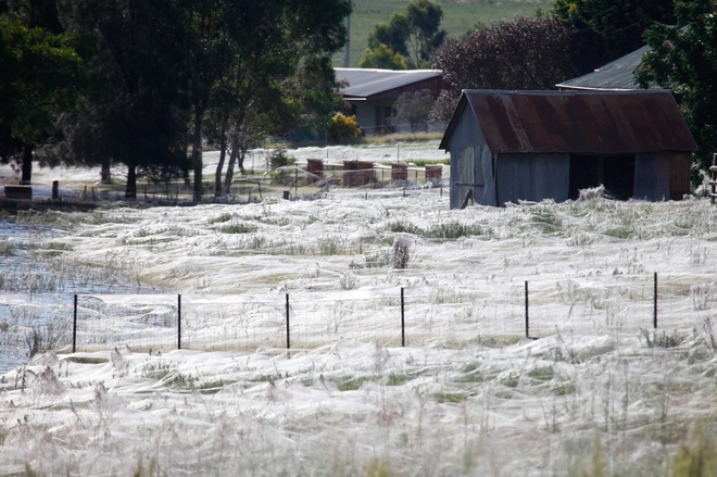 Một cơn mưa nhện từ trên trời rơi xuống, vừa phủ trắng cả vùng nông thôn nước Úc - Ảnh 2.