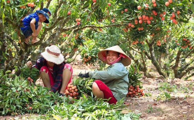 Người nông dân Lục Ngạn thu hoạch vải thiều đạt tiêu chuẩn VietGap tại xã Hồng Giang - Ảnh: Trần Huy Thắng.