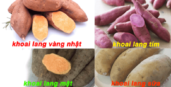 Thuốc quý từ… khoai lang - Ảnh 1.