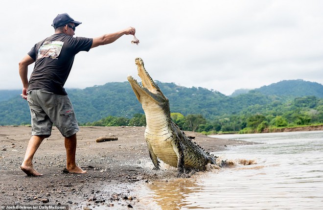 Video: Liều mạng dụ cá sấu hoang dã khổng lồ dài hơn 5 mét lên bờ rồi cho ăn - Ảnh 3.