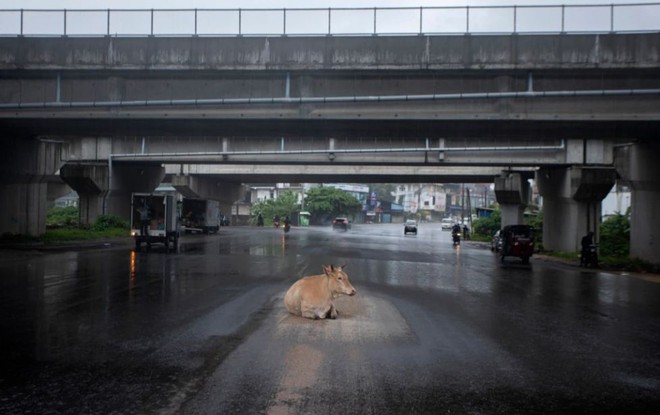 24h qua ảnh:  Bò nằm trú mưa dưới gầm cầu giữa đường phố - Ảnh 2.