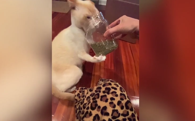 Video: Biểu cảm của chú mèo sau khi hít cỏ bạc hà mèo