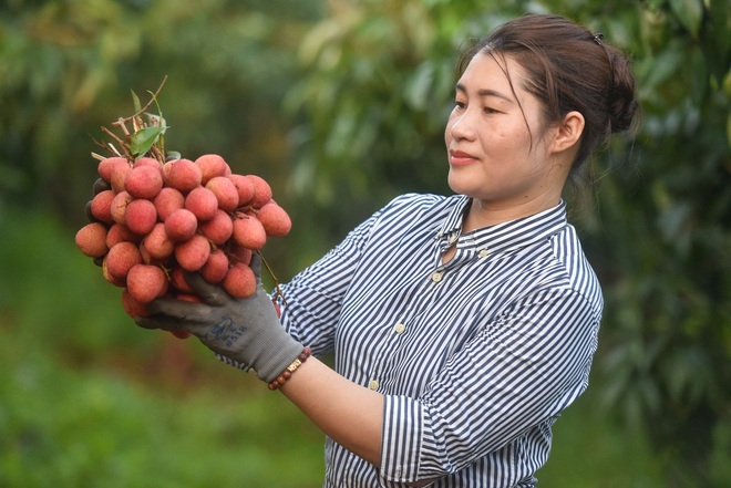 Cú điện thoại nửa đêm của lãnh đạo Bắc Giang, “ông” lái xe được bảo vệ hơn đại gia và cam kết của “vua vải” với thương nhân Trung Quốc - Ảnh 7.