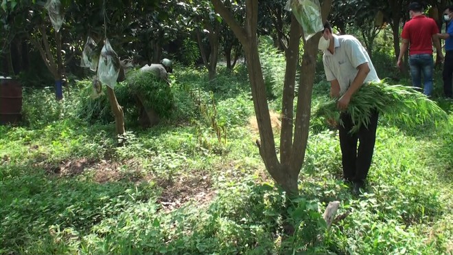 Lai lịch người đàn ông Pháp trồng cả vườn cần sa ở bãi giữa sông Hồng - Ảnh 2.