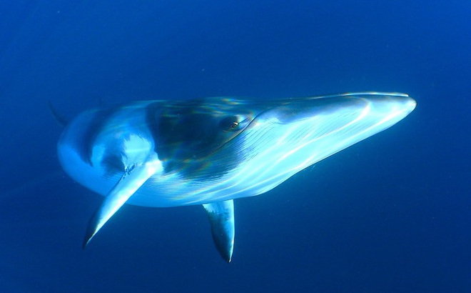 Cá voi minke thường bơi vào khu vực phía bắc biển Barents của Na Uy để kiếm ăn. Ảnh: Mongabay