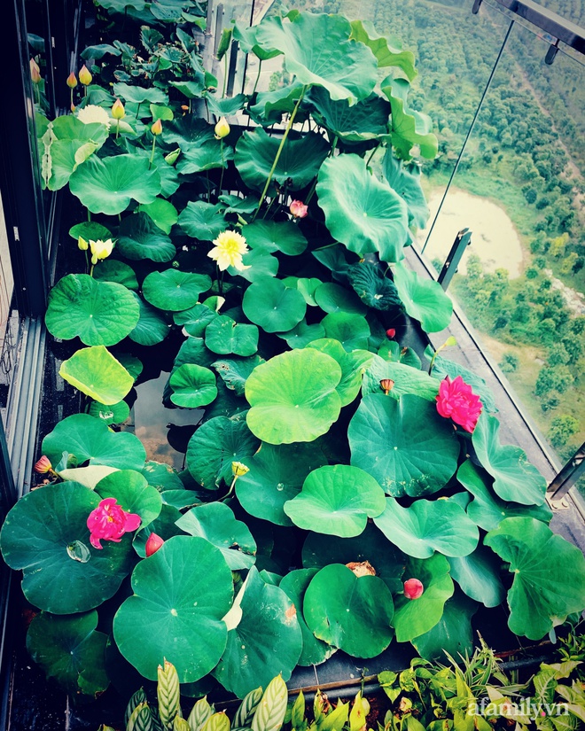 Hồ sen với đủ loại hoa hiếm trên penthouse 300m² của chồng dành tặng vợ ở Hà Nội - Ảnh 5.