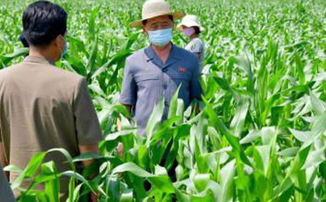 Thủ tướng Triều Tiên Kim Tok-hun kiểm tra các trang trại ở Triều Tiên. Ảnh: KCNA