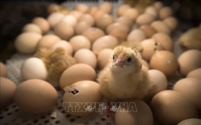 Gà con mới nở tại Hội chợ Nông nghiệp ở Paris, Pháp. Ảnh tư liệu: AFP/TTXVN