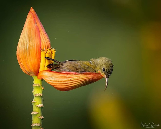 Chim hút mật no nê rồi ngả lưng ngủ trên cánh hoa, khoảnh khắc chỉ có một lần trong đời - Ảnh 6.