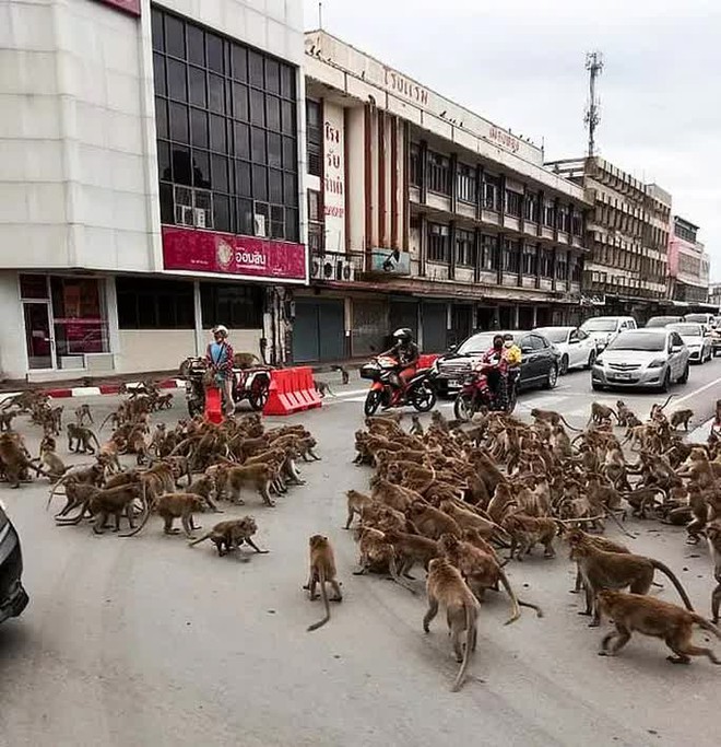 Thái Lan: Tài xế sốc trước hàng trăm con khỉ ẩu đả giữa đường - Ảnh 1.