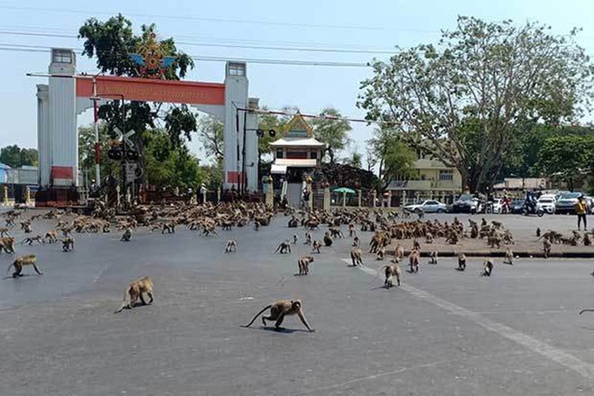 Thái Lan: Tài xế sốc trước hàng trăm con khỉ ẩu đả giữa đường - Ảnh 4.