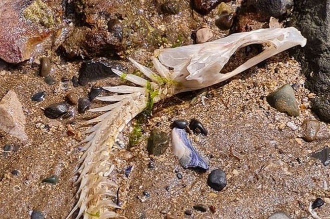 Bộ xương của sinh vật bí ẩn trôi dạt vào bờ biển Vương quốc Anh - Ảnh 1.