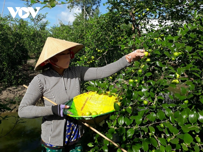 Nông dân Sóc Trăng trồng táo hồng, thu từ 200 – 225 triệu đồng/ha - Ảnh 1.