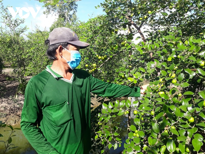 Nông dân Sóc Trăng trồng táo hồng, thu từ 200 – 225 triệu đồng/ha - Ảnh 3.