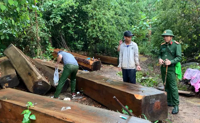 Một vụ phá rừng quy mô lớn nhưng Kiểm lâm huyện Krông Bông không phát hiện