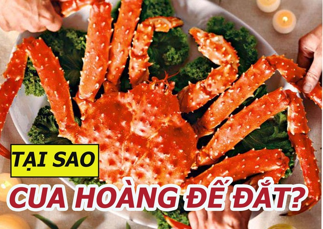 Tại sao cua hoàng đế lại có giá gần 2 triệu/kg dù chỉ ăn được thịt ở chân cua? - Ảnh 1.