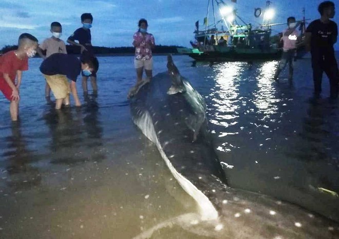 Phát hiện cá lạ nặng hơn một tấn trôi dạt vào bãi biển ở Nghệ An - Ảnh 2.