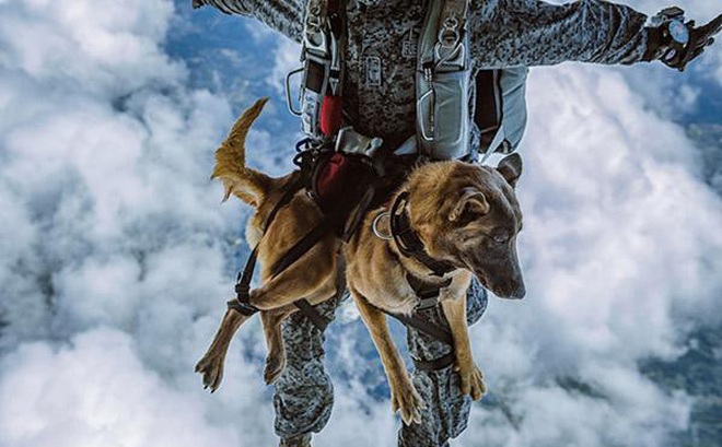 Ảnh minh họa: Một chú chó cứu hộ của Columbia đang đổ bộ từ trên không