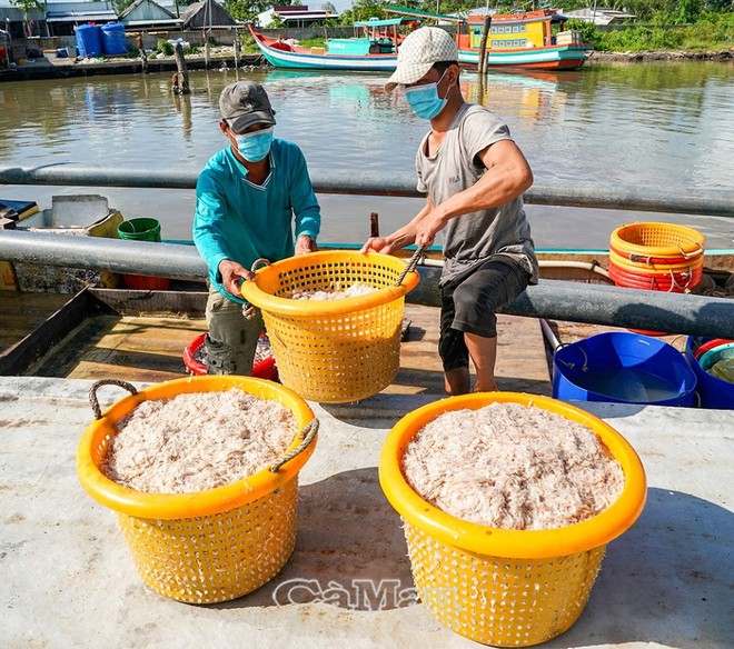 Ngư dân trúng ruốc - Ảnh 1.