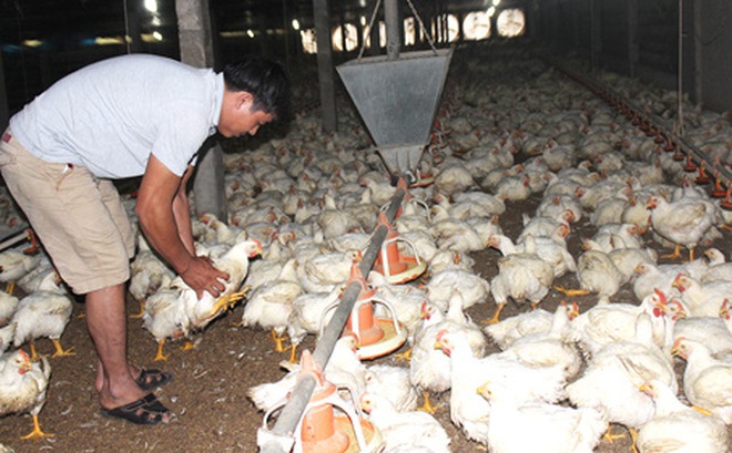 Một trại chăn nuôi gà công nghiệp tại huyện Long Thành (Đồng Nai).
