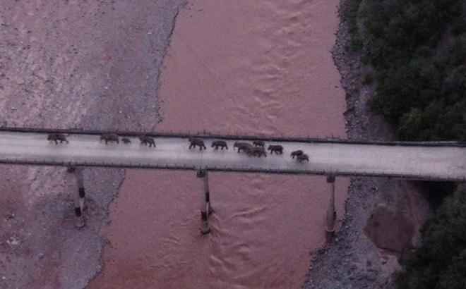 Đàn voi băng qua sông Nguyên vào ngày 8-8. Ảnh: China Daily