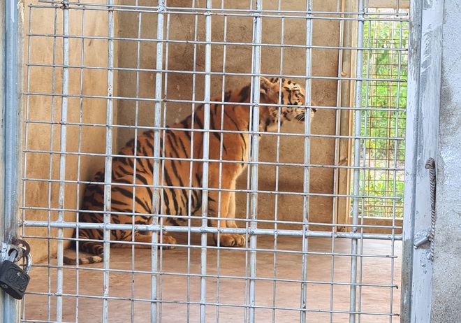 Vụ nuôi 17 con hổ trái phép: Mỗi tháng mất hơn nửa tỷ đồng tiền ăn - Ảnh 1.