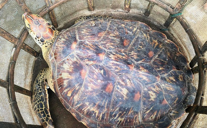Cá thể rùa biển đi lạc vào vùng đầm phá tại TP Huế và vướng lưới của ngư dân