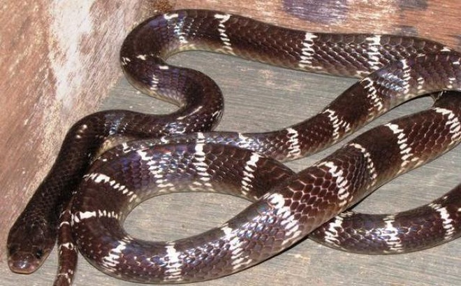 Rắn cạp nia là một trong "tứ đại rắn độc" ở Ấn Độ.