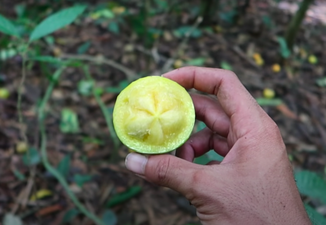 Loại quả dại trước đây chỉ có trẻ em miền quê hái ăn chơi, giờ người thành phố muốn mua cũng khó - Ảnh 3.