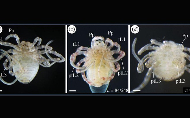 Những phôi nhện chân ngắn được tạo ra trong phòng thí nghiệm.
