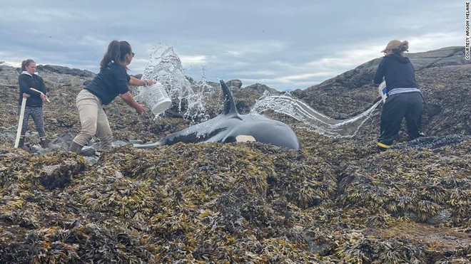 Cá voi sát thủ mắc cạn trên bãi đá và quá trình giải cứu suốt 6 tiếng đồng hồ - Ảnh 2.