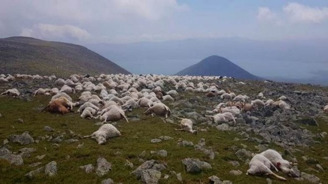 Đàn cừu hơn 500 con chết đồng loạt vì sét đánh - Ảnh 1.