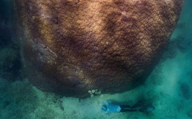 Loài san hô lớn nhất và lâu đời nhất tại rạn san hô Great Barrier.