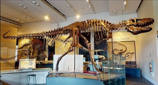 Chụp CT sọ khủng long, phát hiện loài chưa từng thấy trên thế giới - Ảnh 1.