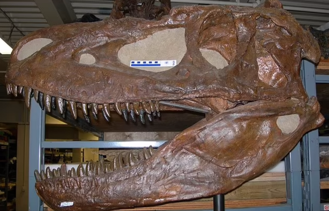 Chụp CT sọ khủng long, phát hiện loài chưa từng thấy trên thế giới - Ảnh 2.