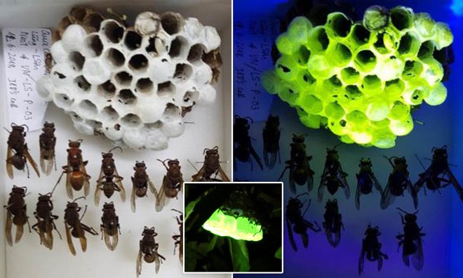 Bí ẩn về tổ ong bắp cày phát sáng dưới tia UV - Ảnh 1.