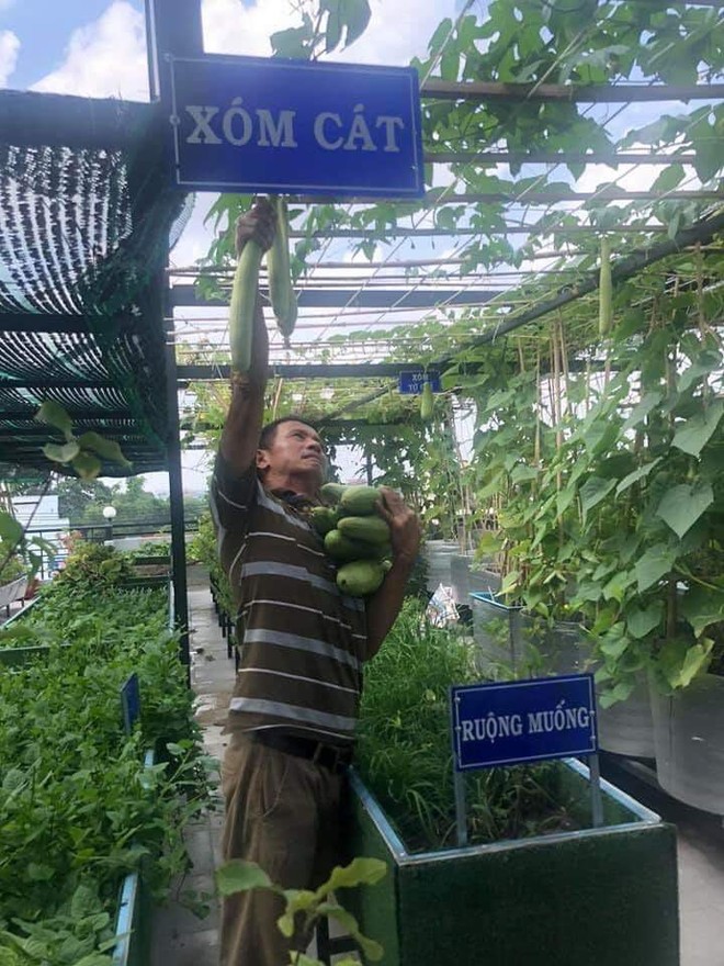 Trồng cây, nuôi gà trên nóc nhà giúp gia đình Sài Gòn sống ung dung những ngày hạn chế đi chợ - Ảnh 10.