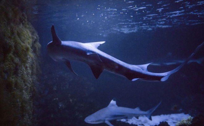 Hai con cá mập cái được nuôi trong bể cá ở Ý.