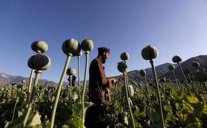 Nhiều nông dân Afghianistan đã quá quen với tập quán canh tác cây thuốc phiện. Ảnh: Reuters