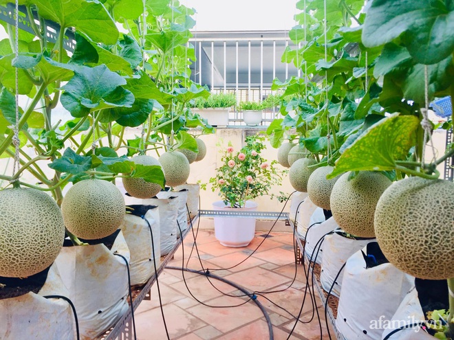 Khu vườn bạt ngàn các loại dưa và nho trên sân thượng 50m² của mẹ đảm Sài Gòn - Ảnh 2.